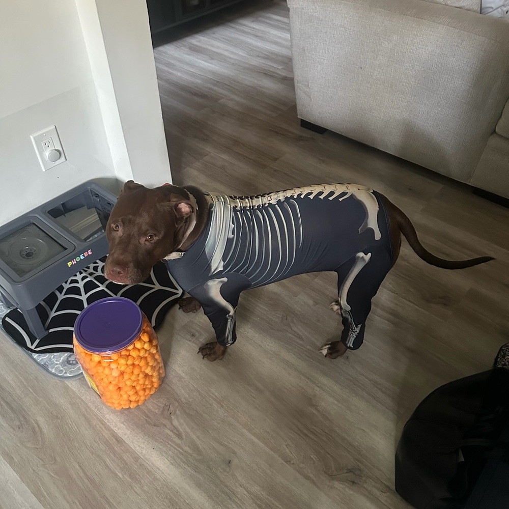 Skelton dog costume